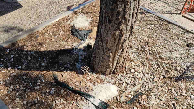 Θεσσαλονίκη: Νέα «επίθεση» αγνώστων με αλάτι για να ξεράνουν τα δέντρα της Νέας Παραλίας